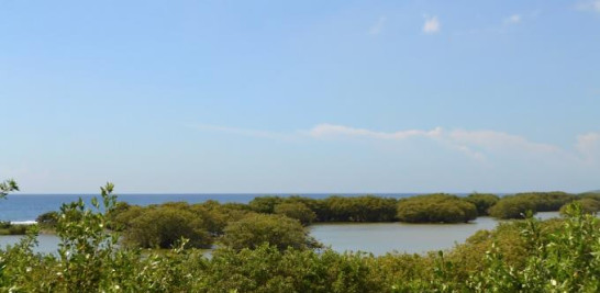 Vista de los manglares desde el centro de control y vigilancia, inaugurado a finales de 2010. Yaniris López
