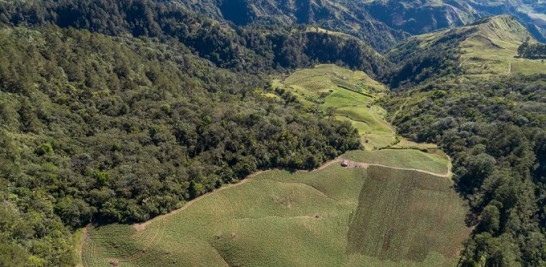 La Fundación reporta un parcho de deforestación y la destrucción del bosque nublado en Loma de los Chivos. FMP