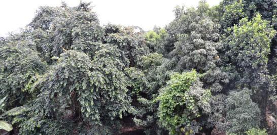 Así de copiosa se ve la finca de don Máximo. San Miguel se encuentra cerca de la ciudad, a 10 minutos del Parque de las Frutas. Yaniris López/LD