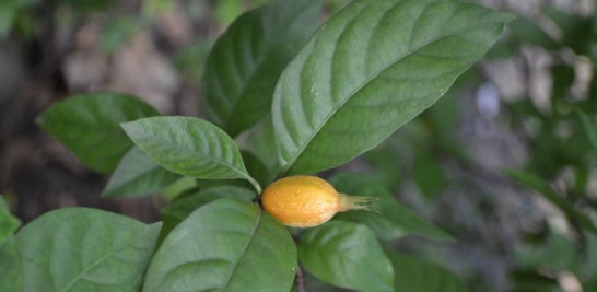 Una de las frutas afrodisíacas que crece en el patio de don Máximo. Yaniris López/LD