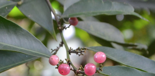 Bergés cultiva especies provenientes de América, Asia, África y Europa. Yaniris López/LD