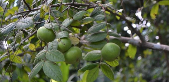 A don Máximo le gustaría que el Estado ponga su mira nuevamente en los frutales. Yaniris López/LD