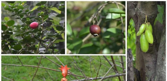 Ciruelas de natal, guayabas, granadillos, grosellas Son más de 300 las variedades de frutas que cultiva don Máximo. Yaniris López/LD