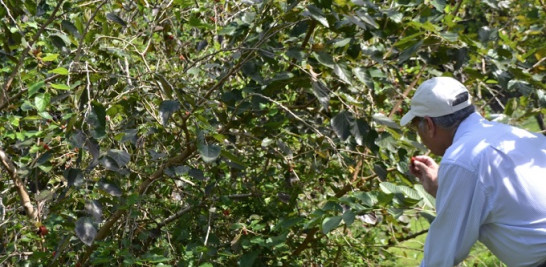 En estos momentos Bergés prepara la finca para recibir visitas, identificando las especies y adecuando los espacios. Yaniris López/LD