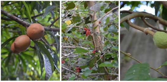 Es tan importante la conservación de los frutales para Bergés que con gusto les paga a los campesinos para que le consigan alguna fruta, sobre todo aquellas en peligro de extinción, para luego reproducirla en su finca. Yaniris López/LD
