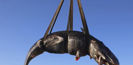 La ballena encontrada con plástico en el estómago en Cerdeña, Italia.  Agencia AP