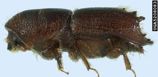 El escarabajo de la corteza afecta a diferentes pinos en países como Filipinas, Bahamas, Jamaica, Canadá, Estados Unidos, México y República Dominicana.  Foto cortesía de Comisión Nacional Forestal de México.