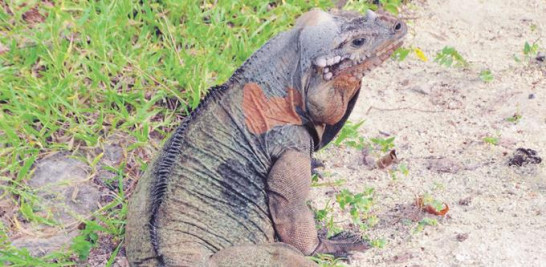 Las iguanas en su estado natural.