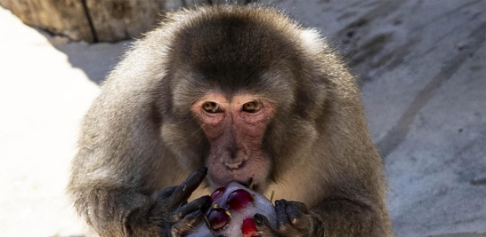 Un macaco japonés come fruta helada en un día caluroso en el zoológico BioParco de Roma, Italia. EFE/ Massimo Percossi