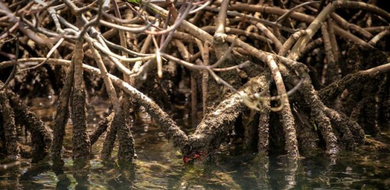 se dieron cuenta que no solo los manglares, sino también las praderas marinas y marismas, pueden atrapar de dos a cuatro veces más CO2 que los ecosistemas forestales terrestres”