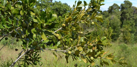 Conocida como la reina de las nueces por sus cualidades nutritivas y sabor, la macadamia resulta un producto muy rentable aún en pequeños espacios de tierra. Yaniris López/LD