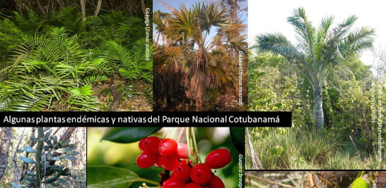 La rica biodiversidad del parque está en peligro, denuncia el Grupo Jaragua.