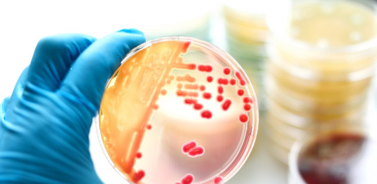 El Mescyt ha apoyado estudios científicos relacionados con enfermedades transmisibles que contribuyen al fortalecimiento de las capacidades nacionales en trabajos con virus, bacterias y otros parásitos.