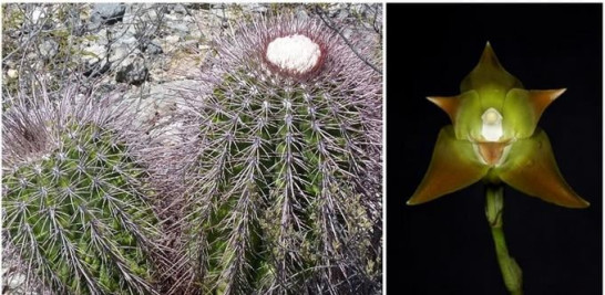 Melón espinoso (Melocactus pedernalensis)  y detalle de la orquídea Sudamerlycaste pegueroi, ambos en peligro crítico. Fotos del JBN y Eladio Fernández, respectivamente.