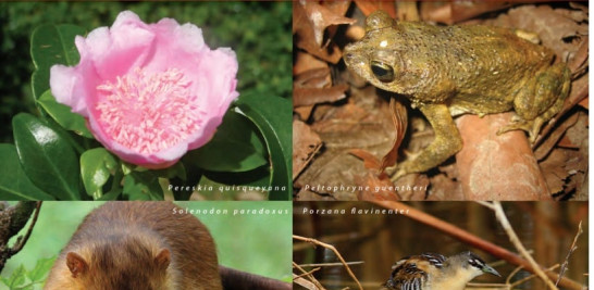 Especies que adornan la portada de la Lista de Especies en peligro de extinción, amenazadas o protegidas de la República Dominicana (Lista Roja) del 2011. Ministerio de Medio Ambiente.