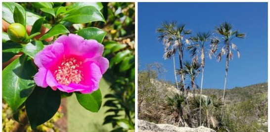 La flor nacional, la rosa de Bayahíbe (Pereskia Quisqueyana Alain), y el guanito de lago Coccothrinax jimenezii. Fotos del Jardín Botánico Nacional