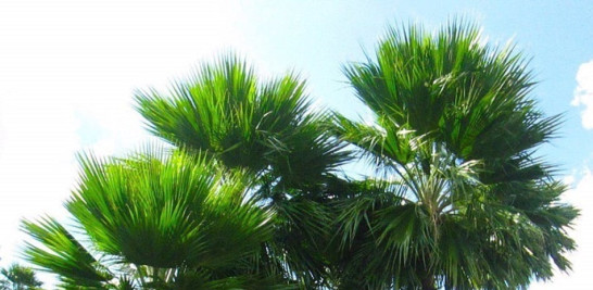 El yarey (Copernicia berteroana Becc.), palmera endémica de La Española en peligro de extinción. Foto del Jardín Botánico Nacional