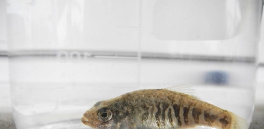 El pez endémico Cyprinodon higuey. Acuario Nacional
