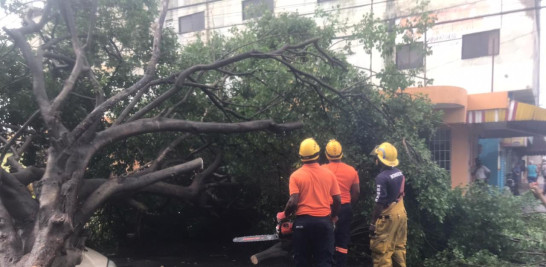 Los fuertes vientos de Isaías provocaron la caida de árboles en Santo Domingo. Foto de la Defensa Civil.