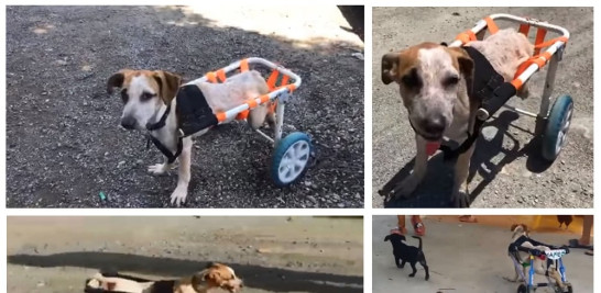 La perrita Maravilla estrenó (abajo) un carrito más moderno gracias a MapeRD.