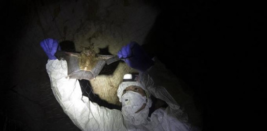 Un científico retira a un murciélago de una red de captura en el interior de una cueva en el Parque Nacional Sai Yok. Foto: AP/Sakchai Lalit.