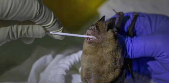 Un científico toma muestras de la saliva de un murciélago en el interior de una cueva en el Parque Nacional Sai Yok. Foto: AP/Sakchai Lalit.