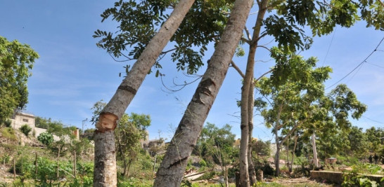 Algunos de los troncos del área protegida, cercenados.