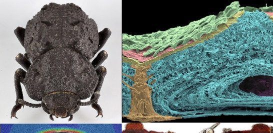 El escarabajo Phloeodes diabolicus e imágenes microscópicas y nanoscópicas de la sutura medial (unión) de los élitros que forman parte de su robusto exoesqueleto. Foto: Jesús Rivera (University of California, Irvine)