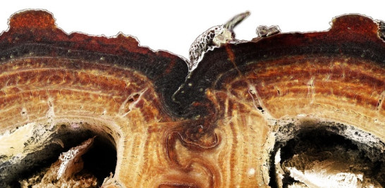 Sección transversal de la sutura medial, donde se unen las dos mitades de los élitros del escarabajo acorazado, que muestra su configuración en forma de piezas de rompecabezas, la cual es una de las claves de la increíble durabilidad del insecto. Foto: Jesús Rivera (University of California, Irvine)