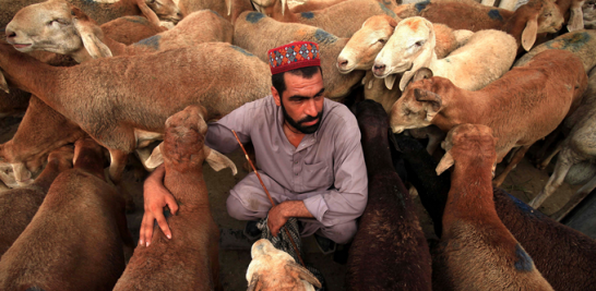 Un hombre en Pakistán con su rebaño de ovejas. EFE//Bilawal Arbab