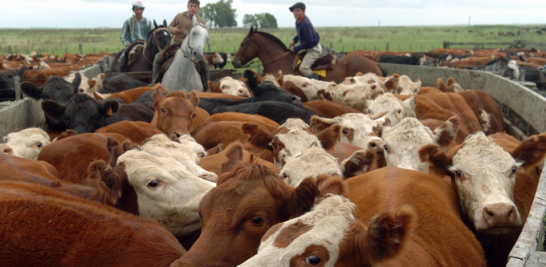 Arrieros de ganado vacuno realizan tareas campestres en la localidad de General Madariaga, en la provincia de Buenos Aires.. EFE/Cézaro De Luca