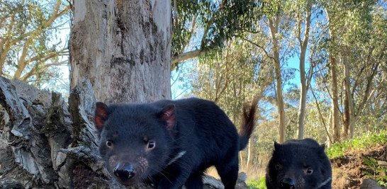 Dos demonios de Tasmania muy aventureros en Aussie Ark. Foto cedida por Aussie Ark