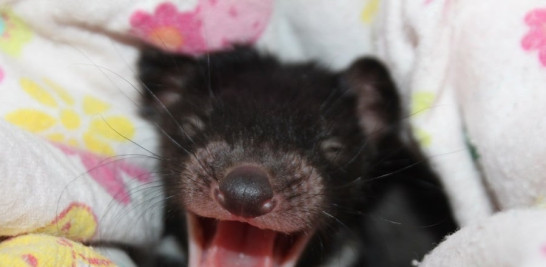 Diablo de Tasmania recién naido en Aussie Ark. Foto cedida por Aussie Ark