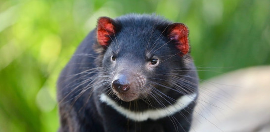 Animal con pelaje negro con una mancha blanca, en Aussie Ark. Foto cedida por Aussie Ark