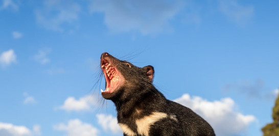 Diablo de Tasmania emite su inquietante grito en Aussie Ark. Foto cedida por Aussie Ark