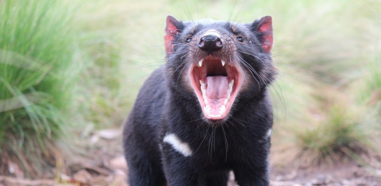 Diablo de Tasmania gruñendo con su típica expresión feroz. Foto cedida por Aussie Ark