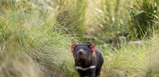 Un demonio de Tasmania en el centro conservacionista de Aussie Ark. Foto cedida por Aussie Ark