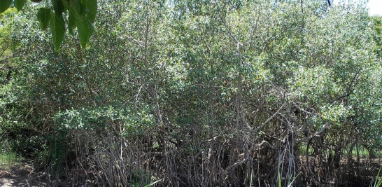 En la imagen,  manglares próximo a la desembocadura del río Sosúa, en Puerto Plata.  Las malas prácticas de manejo de residuos sólidos por comunitarios y hoteles () conllevan a la contaminación y sedimentación del agua en estuarios y/o playas con manglares costeros, dice Capella. Yaniris López