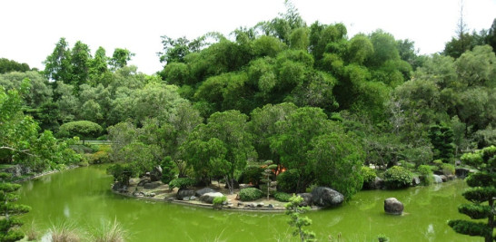 El siempre verde jardín japonés del JBN.