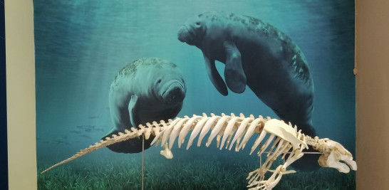 El esqueleto del manatí Tamaury, la nueva atracción del Museo de Historia Natural. MNHN