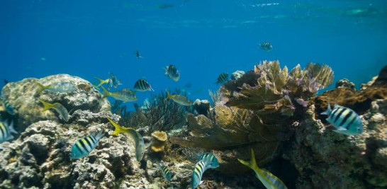 la cobertura más alta de arrecifes coralinos está en Montecristi y las más bajas en Punta Cana.