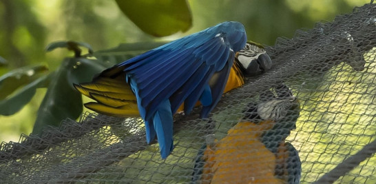 Un guacamayo azul y amarillo que los cuidadores del zoológico han llamado Juliet, a la izquierda, se casa con un guacamayo cautivo en BioParque, en Río de Janeiro, Brasil, el miércoles 5 de mayo de 2021. (Foto AP / Bruna Prado)