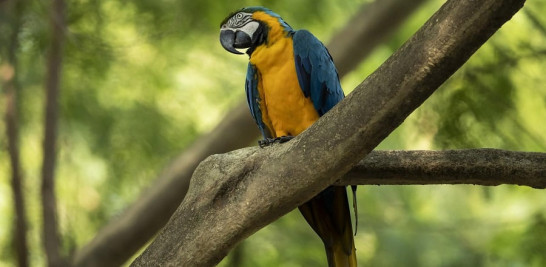 Un guacamayo azul y amarillo que los cuidadores del zoológico llamaron Juliet se posa en una rama fuera del recinto donde se guardan los guacamayos en cautiverio, en BioParque en Río de Janeiro, Brasil, el miércoles 5 de mayo de 2021. (Foto AP / Bruna Prado)