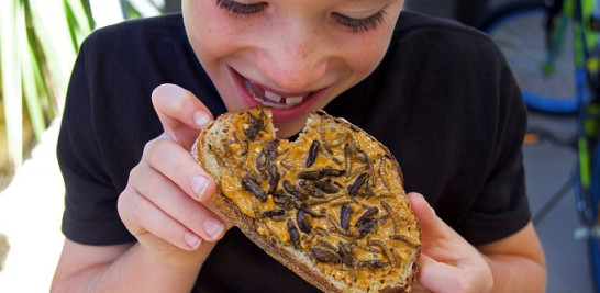 Los insectos comestibles algún día pueden convertirse en un elemento básico de la dieta australiana moderna (Imagen CSIRO/ Dr. Bryan Lessard).