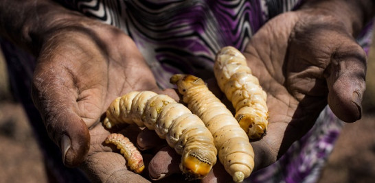 Los pueblos originarios de Australia comen tradicionalmente al menos 16 especies de insectos, incluida la icónica larva Witjuti. (Imagen CSIRO/ Tobias Titz)
