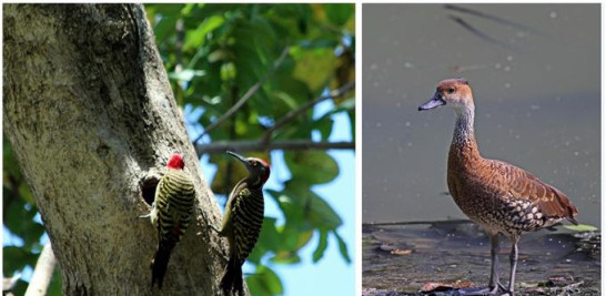 Pájaros carpinteros en un parque de la ciudad y una yaguaza en el Jardín Botánico.
