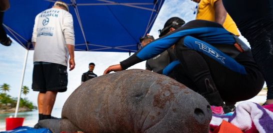 Los manatíes han evolucionado de manera satisfactoria su supervivencia en el mar.  Ariel Contreras de Cúa Conservation Agency