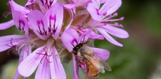 2.-Una abeja polinizando una flor de Pelargonium (Foto: CSIRO).