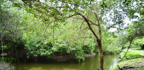 Entorno. Laguna Mallén es un pulmón verde para San Pedro de Macorís.  Raúl Asencio / LD