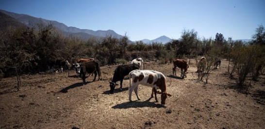 5.-La desertización es un fenómeno global que afecta de  manera esencial a los animales. Foto: Alberto Valdes